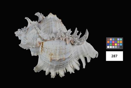 <b>[Murex - Classe: Gastr[...]</b>