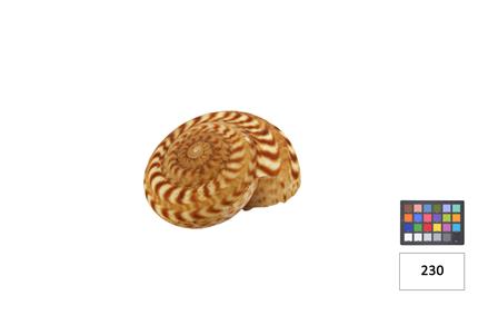 <b>[Pulmonado terrestre -[...]</b>