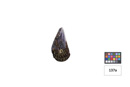 <b>[Perna sp  - Classe: B[...]</b>