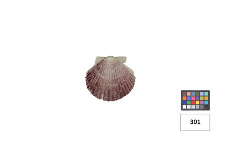 <b>[Chlamys sp. - Classe:[...]</b>
