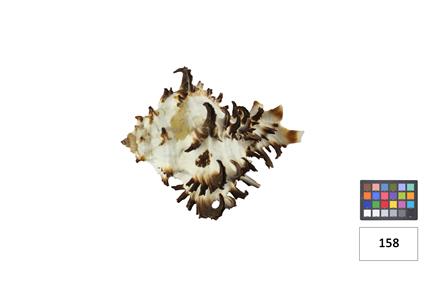 <b>[Murex sp. - Classe: G[...]</b>