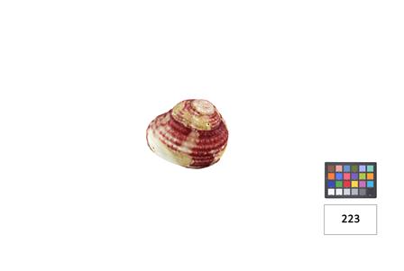 <b>[Classe: Gastropoda]</b>