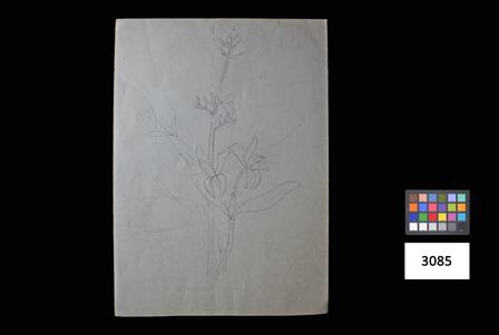 <b>[Esboo para orqudea]</b>